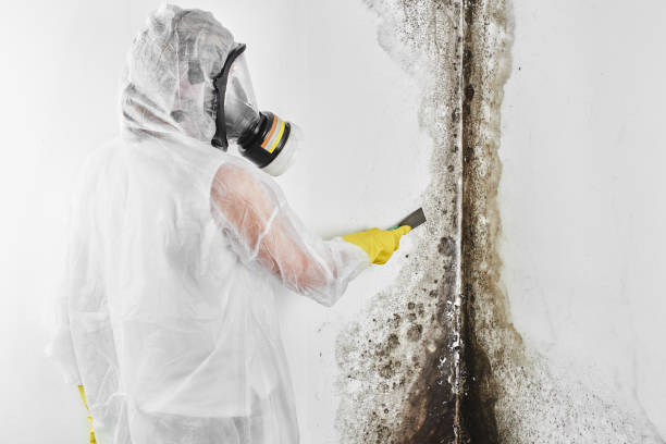 Best Affordable Mold Removal  in Middletown, CA
