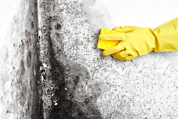Best Mold Remediation  in Middletown, CA
