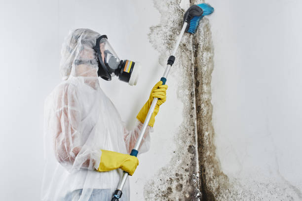 Best Commercial Mold Removal  in Middletown, CA