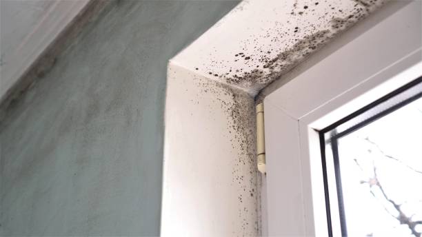 Best Emergency Mold Removal  in Middletown, CA
