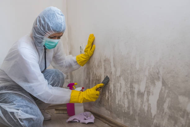 Best Best Mold Removal Companies  in Middletown, CA