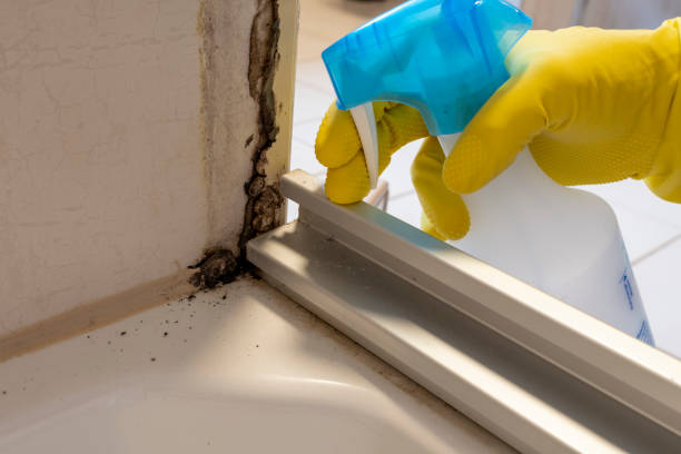 Best Residential Mold Removal  in Middletown, CA