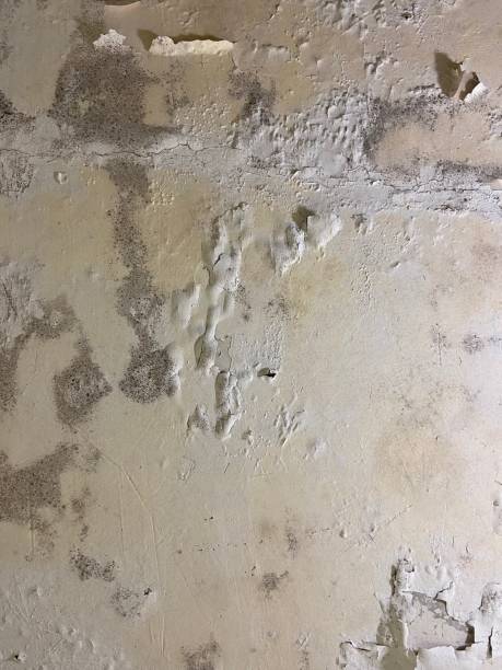 Office Mold Removal Services in Middletown, CA