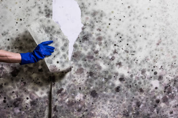 Best Mold Cleaning Services  in Middletown, CA