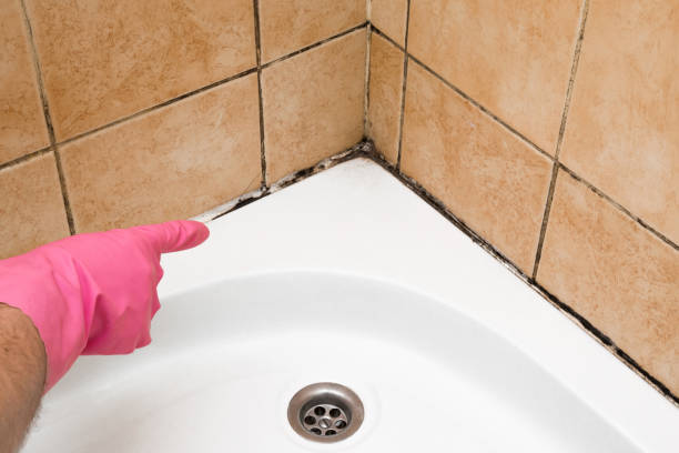 Certified Mold Removal in Middletown, CA